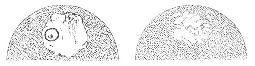 Two stages of metamorphosis