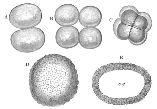 The Segmentation of Amphioxux