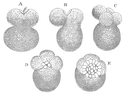 Segmentation of Nassa mutabilis