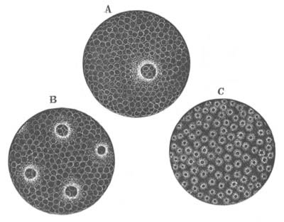 Stages in segmentation of Tetranychus Telarius egg