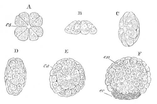 Segmentation of Sycandra raphanus