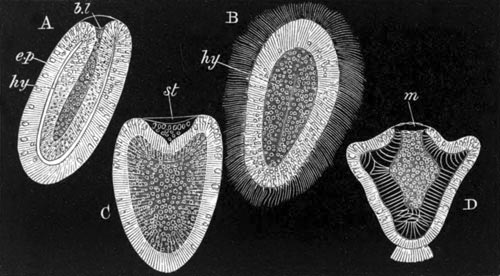 Four stages of Chrysaora