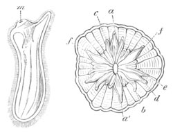 Two stages of Actinia mesembryanthemum