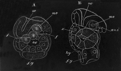 Two stages in the development of Pedicellina