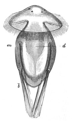 Larva of Argiope