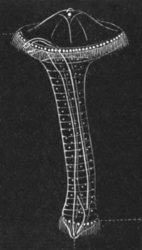 Polygordius larva