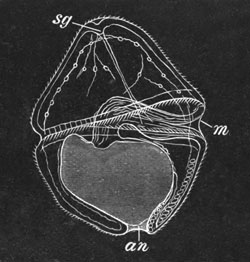 Larva of Echiurus