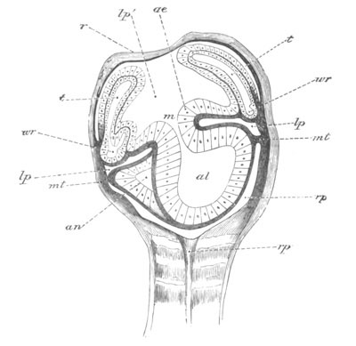 Section of an advanced Pentacrinoid Antedon larva