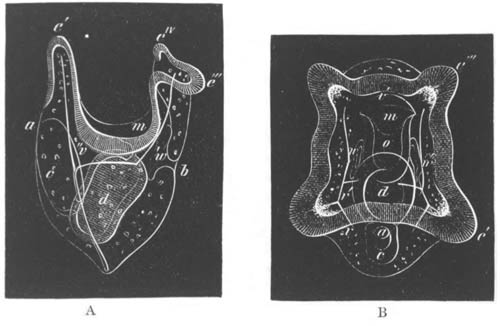 Lateral and ventral view of a larva of Strongylocentrus