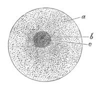 Diagram Of the Ovum