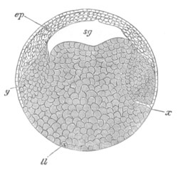 Section through Frog’s ovum