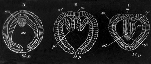 Three stages in the development of Sagitta