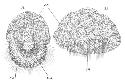 Development of Sycandra raphanus