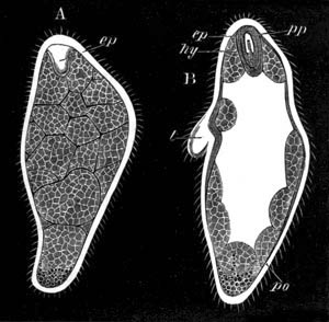 Stephanomia pictum