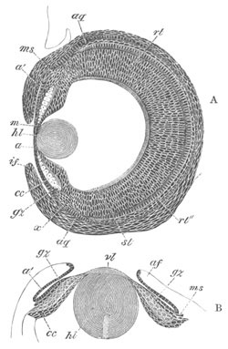 Eye of Loligo at two stages