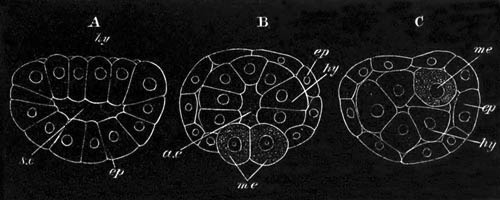 Three stages in the development of Pedicellina echinata