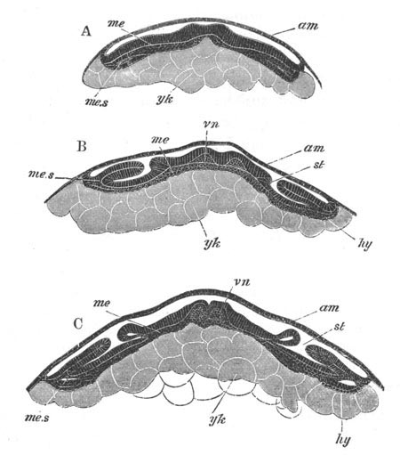 Three transverse sections through the embryo of Hydrophilus