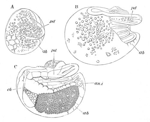 Three stages in the development of chelifer