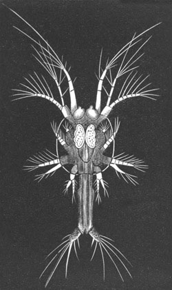 Protozoa stage of Penus