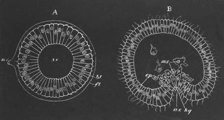 Two stages in the development of Holothuria tubulosa