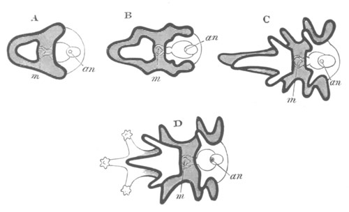 Diagrammatic representation of various forms of Asteroid Larv