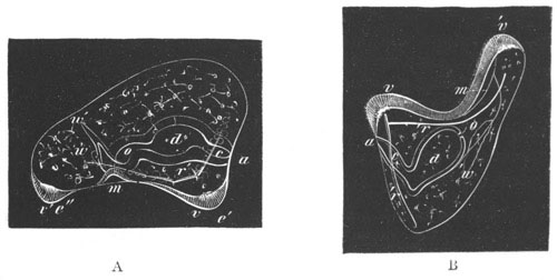 Two larv of Strongylocentrus