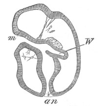 Early stage of Tornaria