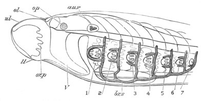 Illustration: Figure 47