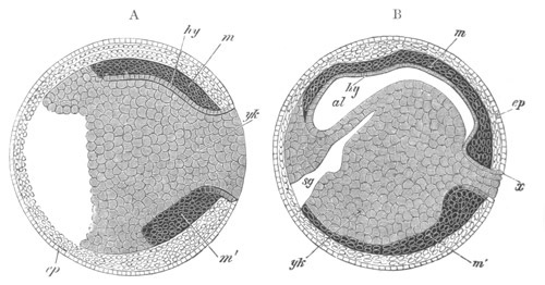 Illustration: Figure 71