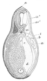 Illustration: Figure 79