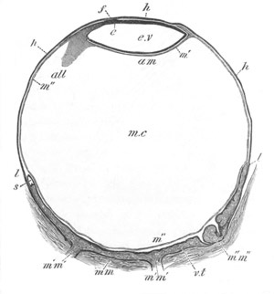 Illustration: Figure 162