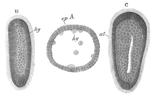 Illustration: Figure 202