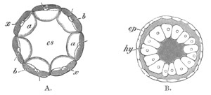 Illustration: Figure 203