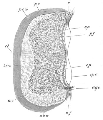 Illustration: Figure 246