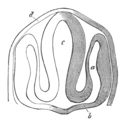 Illustration: Figure 284