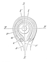 Illustration: Figure 287