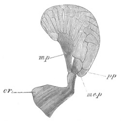 Illustration: Figure 349