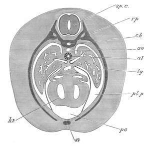 Illustration: Figure 355