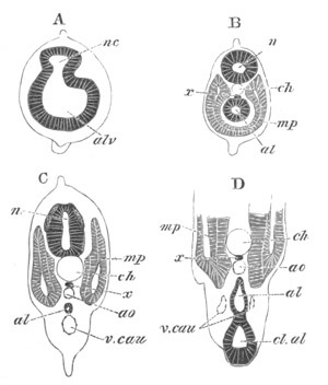 Illustration: Figure 368