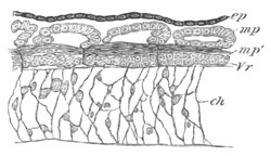 Illustration: Figure 378