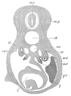 Illustration: Figure 388