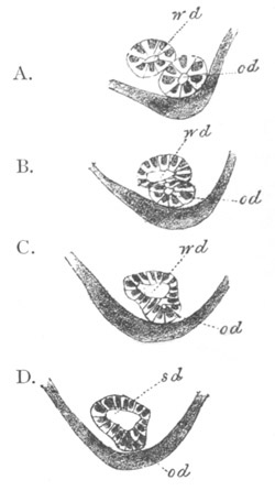 Illustration: Figure 389