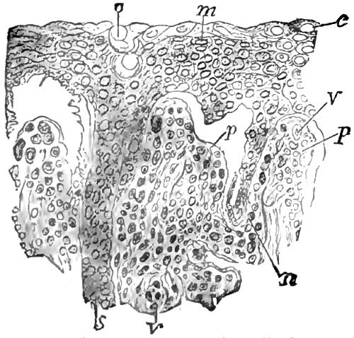 Section of the rete mucosum and papillæ from the
			same case of pemphigus as Fig. 6