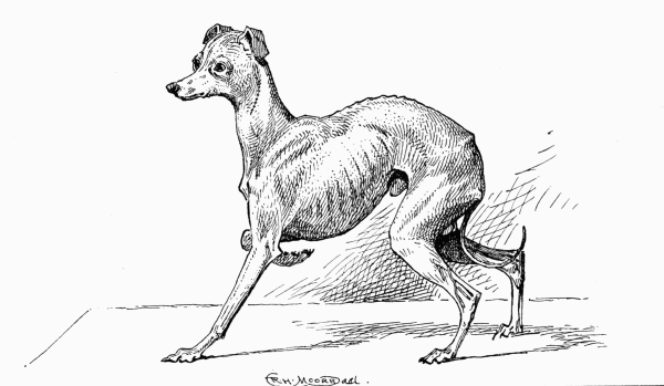 ITALIAN GREYHOUND CH. "LARKFIELD LEVERET" P. TURNER, OWNER.