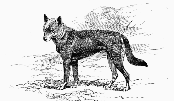 AUSTRALIAN DINGO CH. "MYALL" Mrs H. C. BROOKE OWNER.