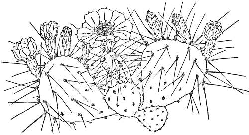 DELICATE PRICKLY PEAR (Opuntia delicata)