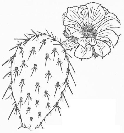 PORCUPINE PRICKLY PEAR (Opuntia hystricina)