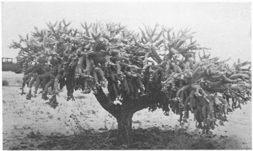 JUMPING CHOLLA (Opuntia fulgida)