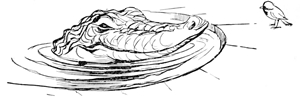 Crocodile