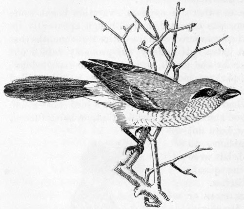 Northern Shrike.